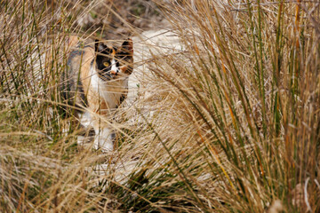 Gato calicó acechando entre juncos en el preventorio de Alcoi, España