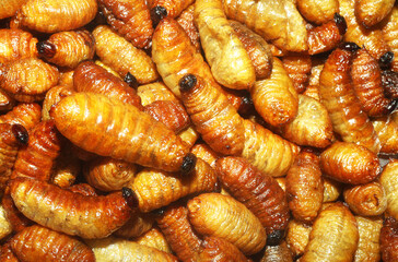 Silk worms tasty snack food. Deep fried bugs insects meal. Rare meals concept