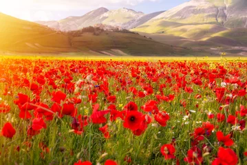 Fototapeten Poppy flowers blooming on summer meadow in sunlight © Maresol