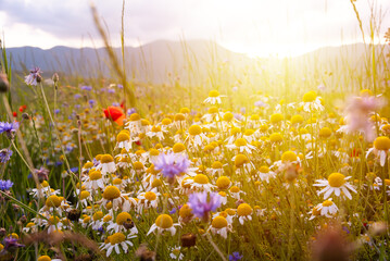 Wild flowers on summer meadow in sunlight