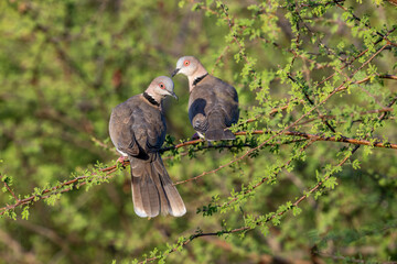 Red-eyed turtledove at Satara in the Kruger National Park, South Africa.