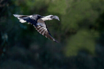 Yellow-billed Eagle, Kruger National Park, South Africa, Africa (Tockus leucomelas), hornbill