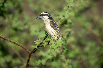 Kenya - (Red-fronted tinkerbird) bird on the tree branch.