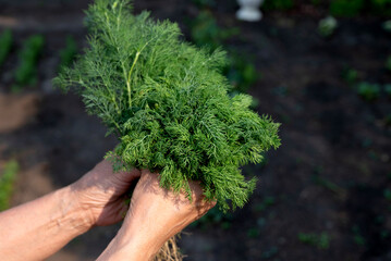 Naklejka na ściany i meble Fresh dill grows in the garden. The woman's hands plucked the dill into a bunch. Growing fresh herbs. Green plants in the garden, ecological farming for the production of healthy food concept.