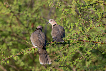 Red-eyed turtledove at Satara in the Kruger National Park, South Africa.