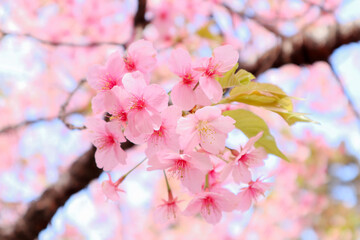 桜の花