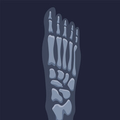 Human bones orthopedic and skeleton icon, bone x-ray image of human joints, anatomy skeleton flat design vector illustration