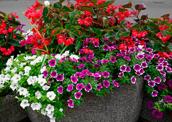kolorowe kwiaty w kamiennej donicy, czerwone i białe kwiaty, begonie i petunie w donicy. Begonia Dragon Wing, Petunia ×hybrida, red Begonia and petunias in a flowerpot,  © kateej