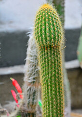 Cactus Epostoa Mirabilis, zielony kaktus w doniczce 
