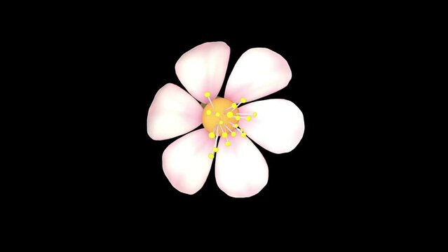 White cherry blossom flower rotating 3D animation loop with alpha matte.