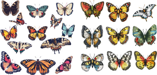 Fototapeta na wymiar Drawing flying papillon butterfly isolated vector collection