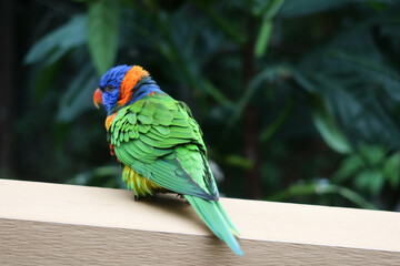 baby Rainbow Lorikeet, Trichoglossus haematodus bird that is colourful with blue, orange, green and black feathers standing on the deck