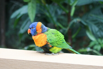 baby Rainbow Lorikeet, Trichoglossus haematodus bird that is colourful with blue, orange, green and...