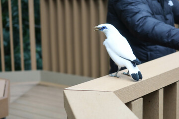 close up of fluffy Bali Mynah standing on the wooden fence deck with trees and leaves at the back