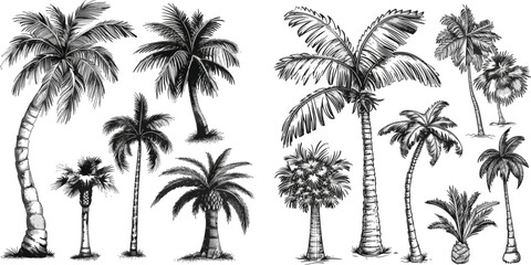 Fototapeta na wymiar Retro tropical coconut trees, vintage miami palms vector illustration set.