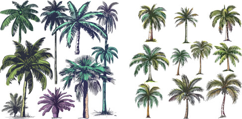 Fototapeta premium Vector set of hawaii beach palm tree, fern and frond outline, botany flora tropical illustration