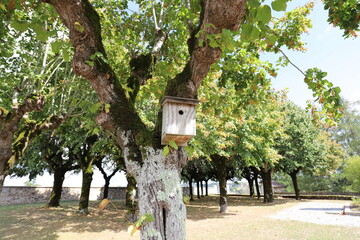 In the verdant embrace of summer, a tree stands adorned with a charming birdhouse, adding a touch of whimsy and providing a cozy refuge for feathered friends amidst the lush greenery.