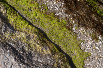 Green moss on stone.