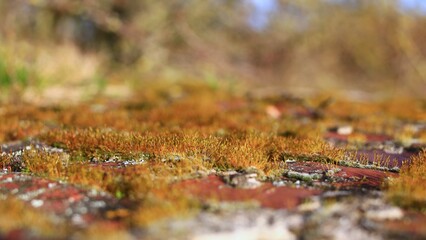 Close up of moss on bricks in sunlight