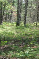 Obraz premium Wild ferns growing in the summer green forest.
