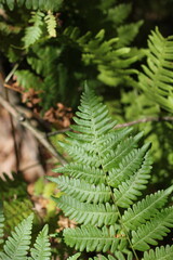 Wild ferns growing in the summer green forest.