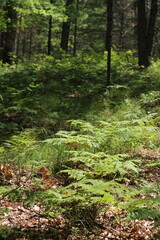 Fototapeta premium Wild ferns growing in the summer green forest.
