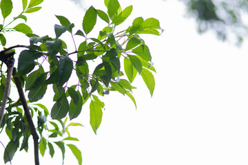 A lot of branches up with beauty