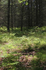 Wild ferns growing in the summer green forest.
