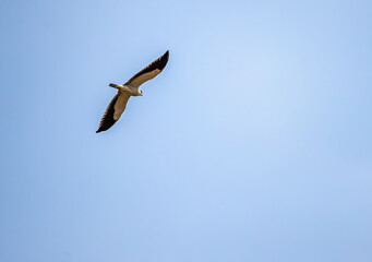 A black Shouldered kite flying in sky