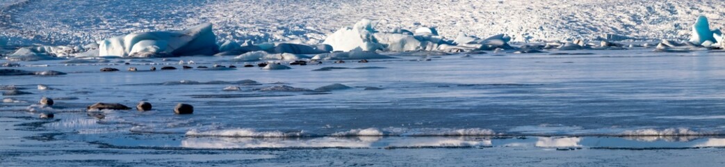 Panoramic of seals sleeping on ice lake in front of glacier