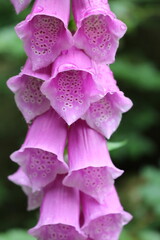 closeup of a pink foxglove © Jakobs Studio