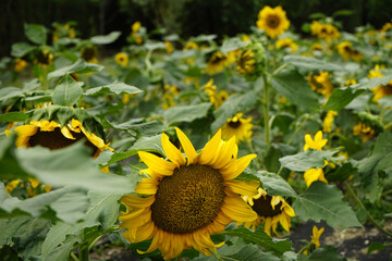 공원에는 해바라기 꽃이 피었습니다