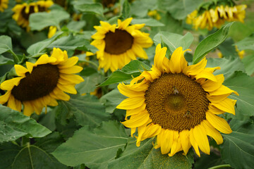 공원에는 해바라기 꽃이 피었습니다