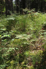 Fototapeta premium Wild ferns growing in the summer green forest.