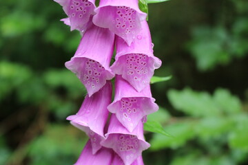 close-up of a pink foxglove flower © Jakobs Studio