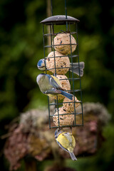 a group blue tits on a feeder at a spring morning in the garden 
