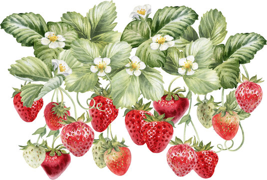 Strawberry border watercolor illustration. Strawberries plant with  leaves and flowers hanging on a branch. Isolated on transparent background