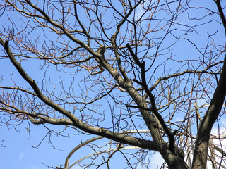tree branches against blue sky