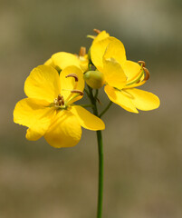 Spice bark, Cassia, Senna