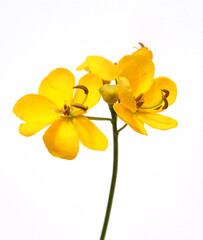 Spice bark, Cassia, Senna