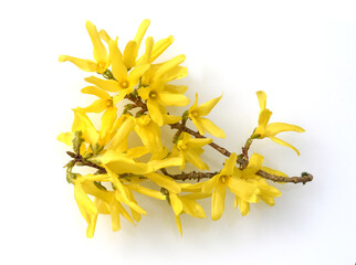 Forsythia, intermedia