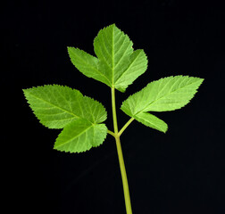 Aegopodium podagraria