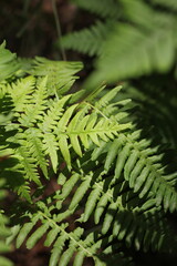 Wild ferns growing in the summer green forest.