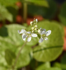 Wasabi, Wasabia, japonica, Eutrema