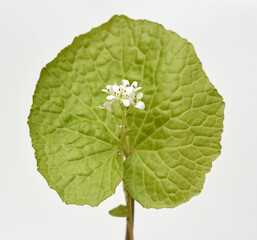 Wasabi, Wasabia, japonica, Eutrema