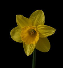 Fototapeta premium Daffodil Narcissus