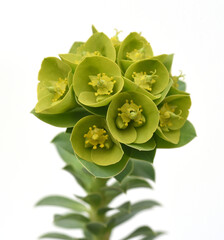 Rollers spurge, Euphorbia myrsinites