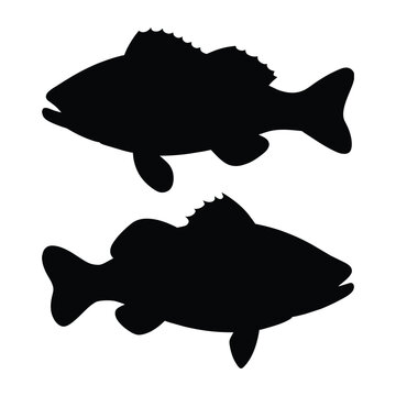 silhouette of tautog fish on white