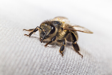 Honey bee macro shot. An wildlife insect sitting