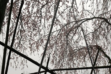 岐阜県池田町の枝垂れ桜と雨空